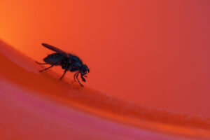 Fliegen